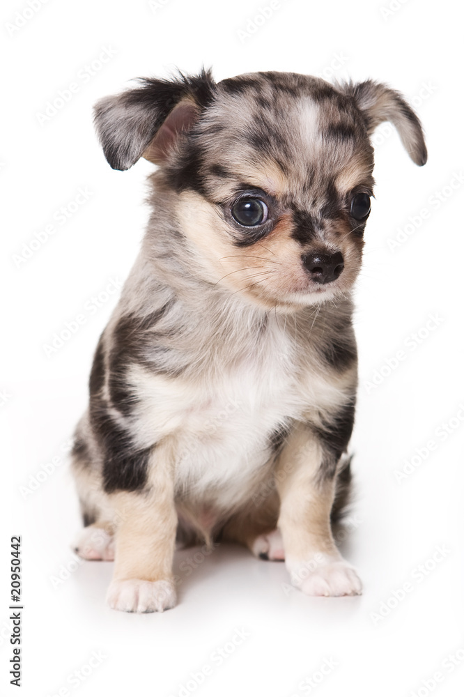 Chihuahua puppy isolated on white Chihuahua puppy isolated on white