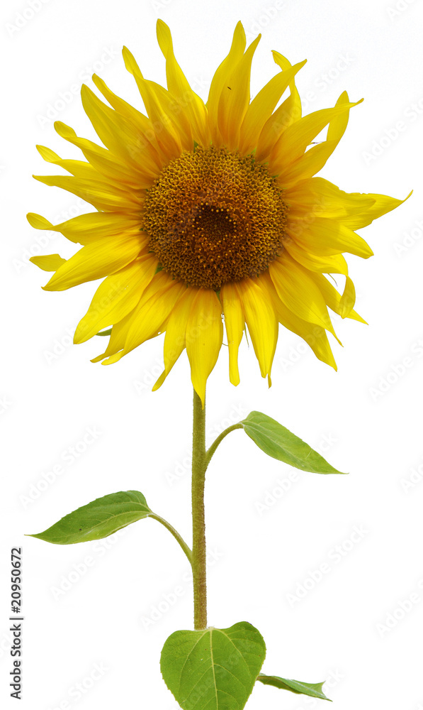 Naklejka premium sunflower