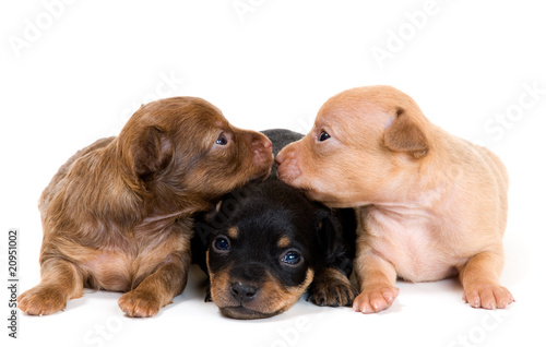 Puppies of toy-terrier in studio