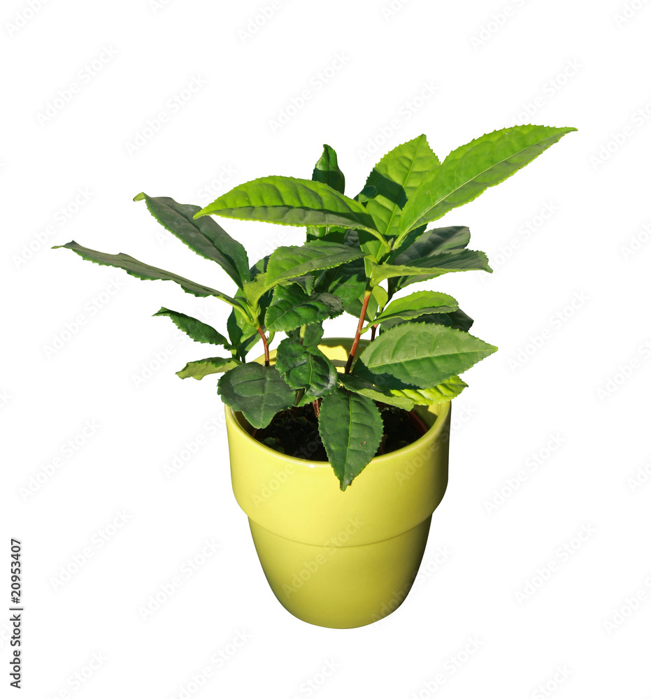 Fototapeta premium plant de thé en pot