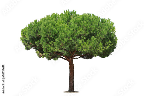 Fotografie pin parasol