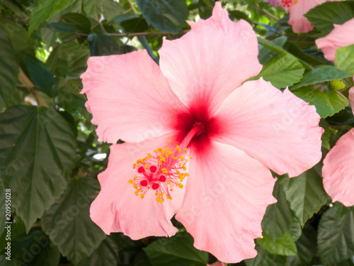 Pink hibiscus flower