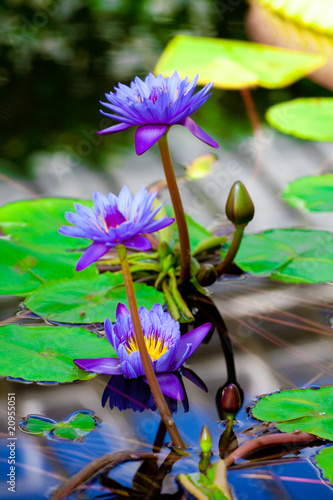 Fototapeta Naklejka Na Ścianę i Meble -  Water lily