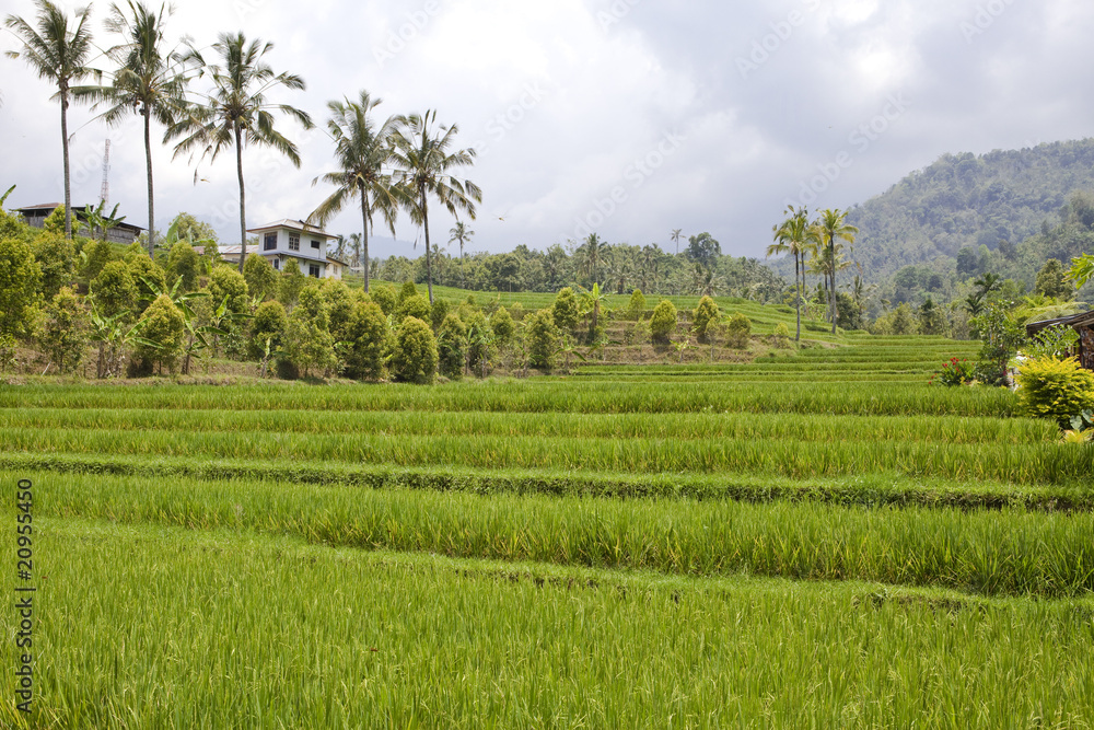 Kind on rice terraces, Bali, Indonesia