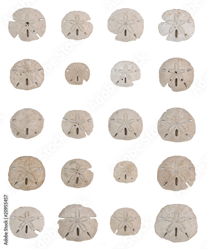 Sand dollar sea shell collage in grid pattern over white