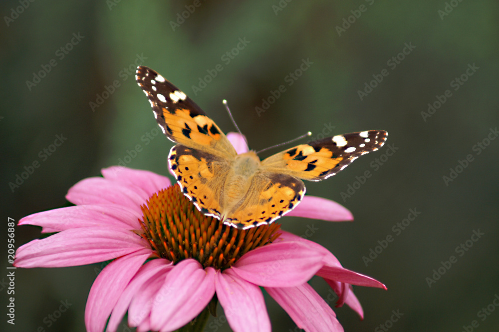 Obraz premium Diestelfalter auf Echinacea