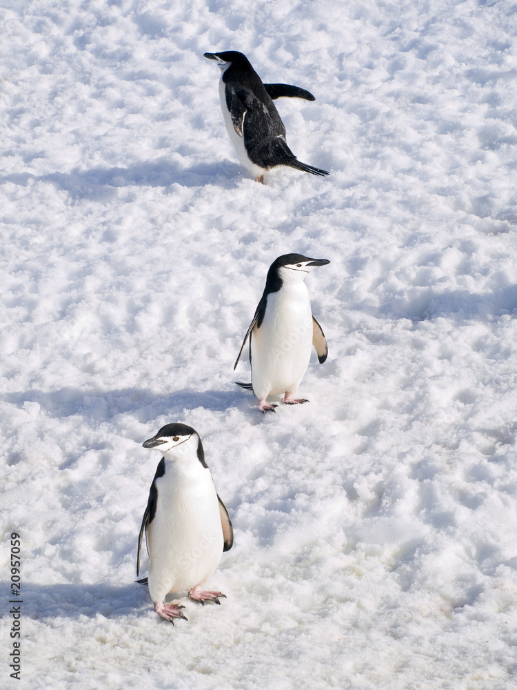 Obraz premium Chinstrap Penguins