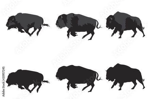 Stampa su tela American bison galloping