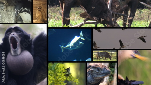 Animal Montage 3