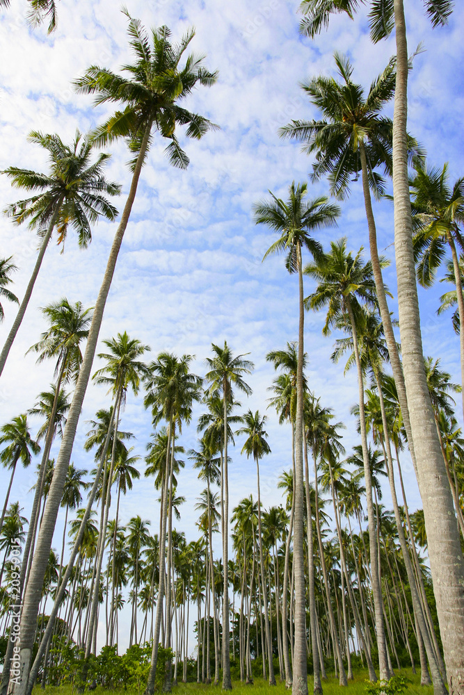 Coconut trees Coconut trees