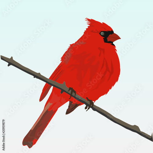 cardinal photo