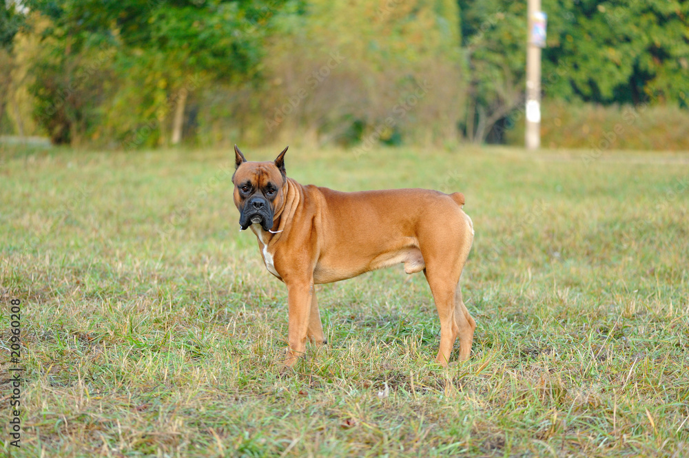 Portrait Of The boxer Dog