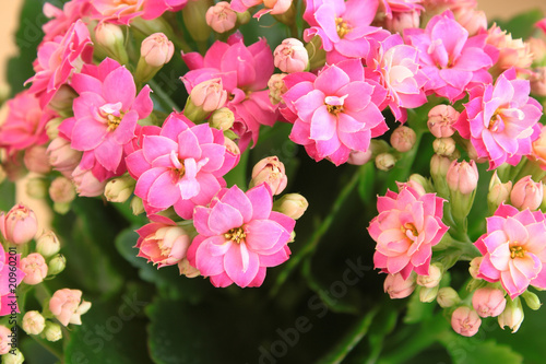 Obraz na płótnie Kalanchoe.