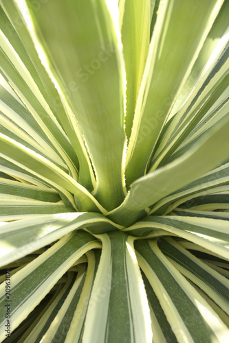 Agave.