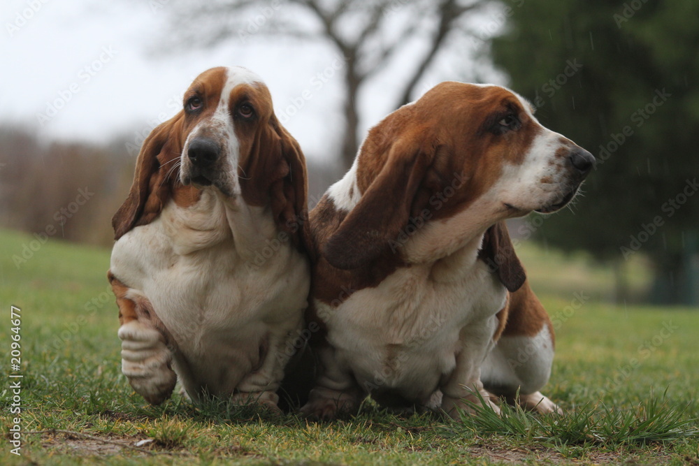 couple de bassets hound gros et patauds couple de bassets hound gros et patauds