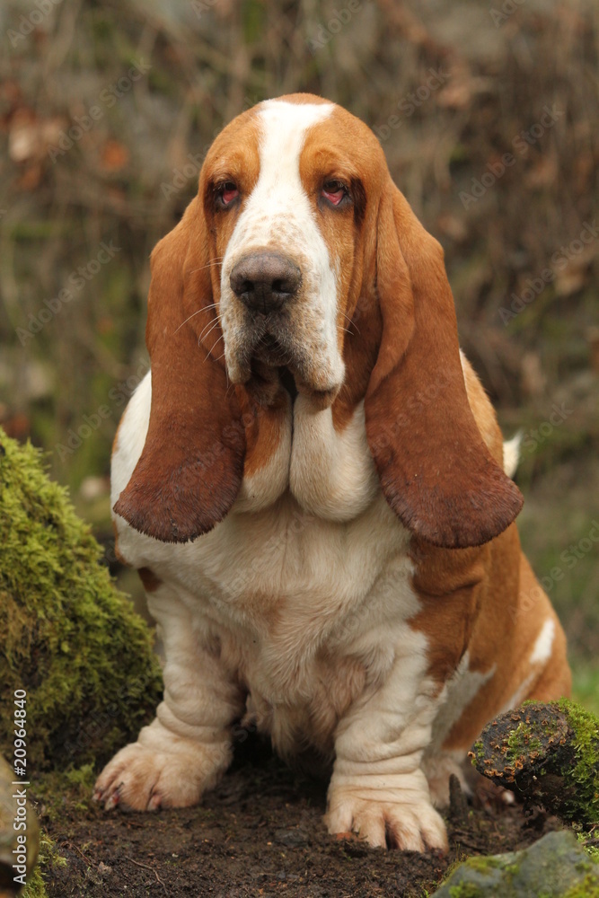 basset hound de face à l'air flegmatique basset hound de face à l'air flegmatique