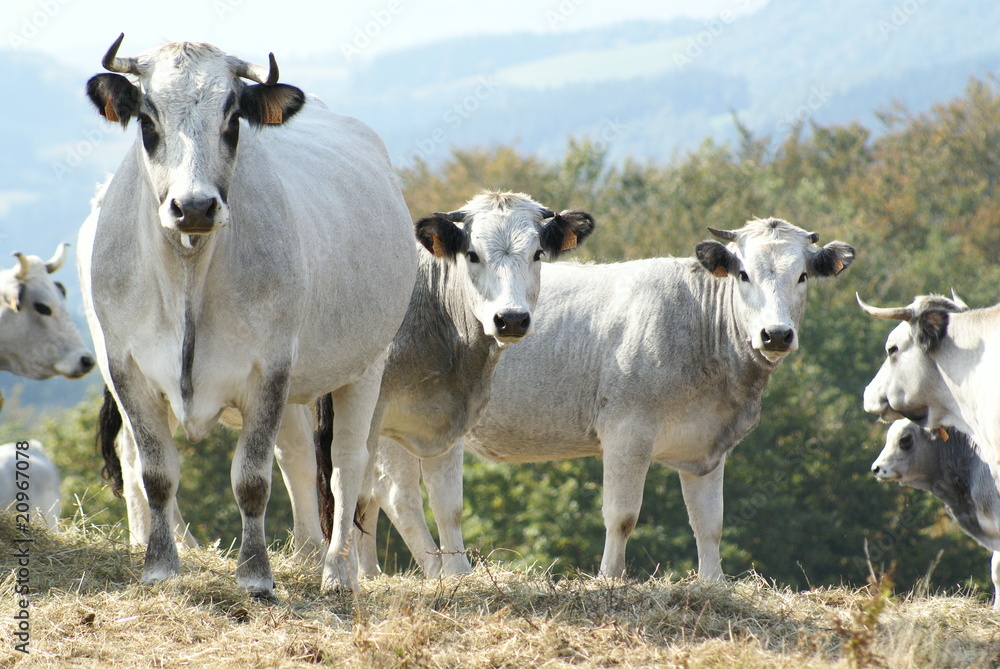 vaches gasconnes