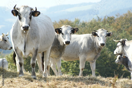 vaches gasconnes © stephaniecointe