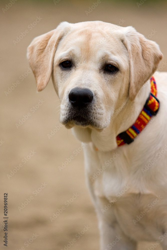 Labrador retriever puppy in outdoor settings
