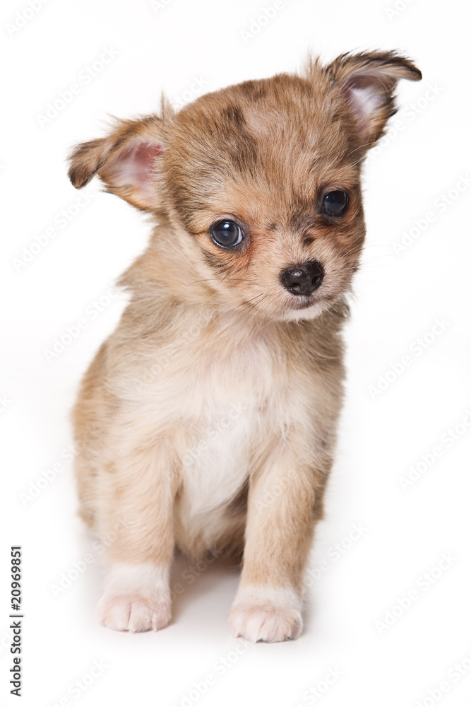 Chihuahua puppy isolated on white Chihuahua puppy isolated on white