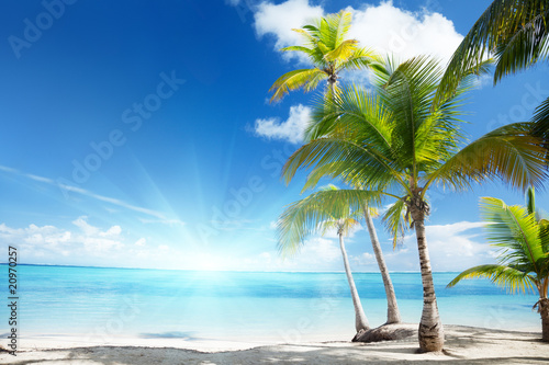 Fototapeta Naklejka Na Ścianę i Meble -  Caribbean sea and coconut palms