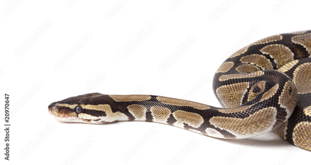 Royal, Ball Python (regius) Royal, Ball Python (regius)