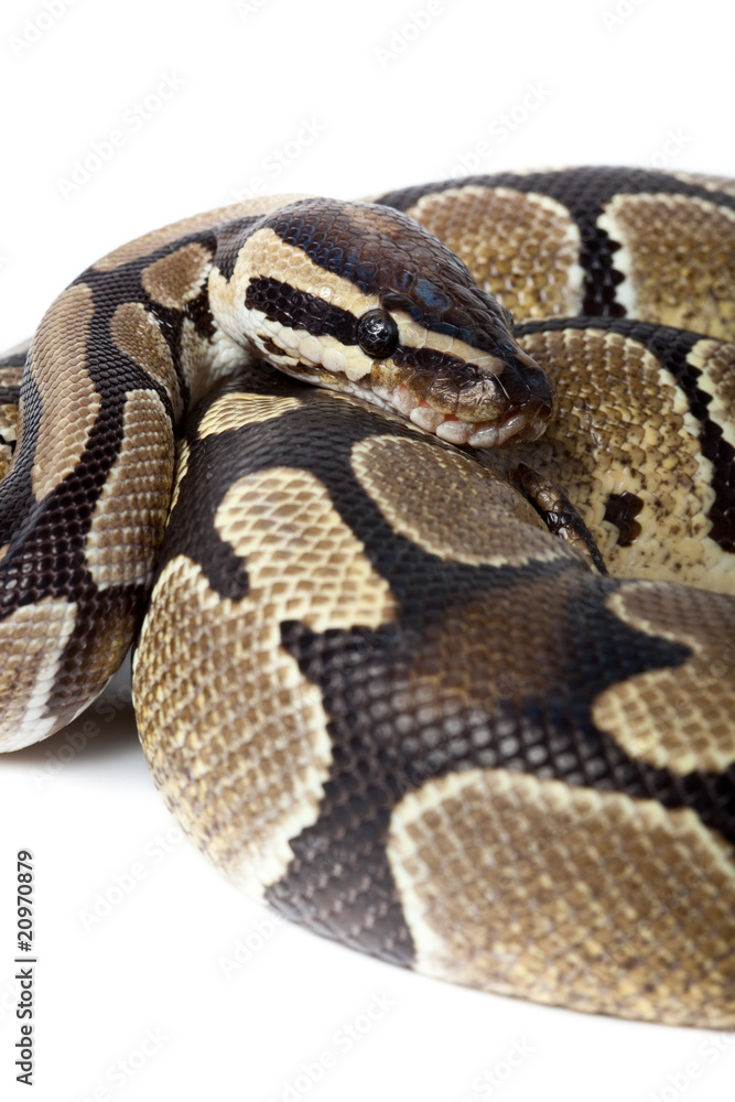 Royal, Ball Python (regius) Royal, Ball Python (regius)