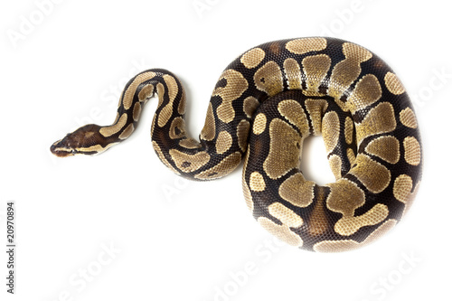 Royal or Ball Python (regius)