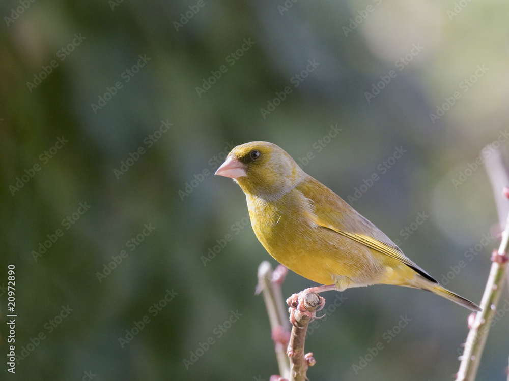 Verdier d'Europe - Greenfinch (carduelis chloris) Verdier d'Europe - Greenfinch (carduelis chloris)