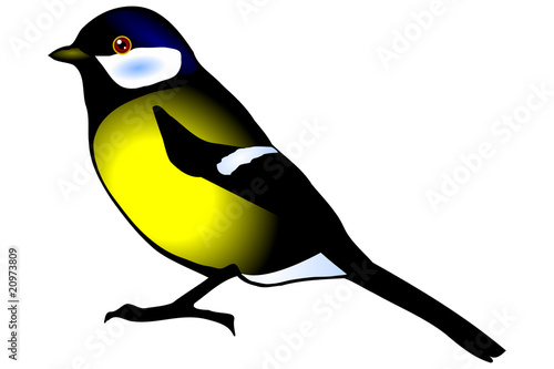 tit, oxeye (pants major)
