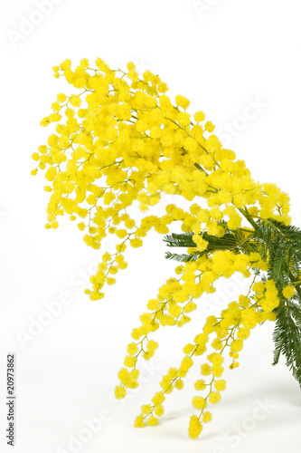 Ramo mimosa photo