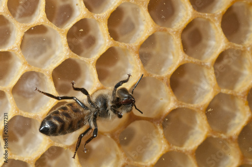 Fototapeta Naklejka Na Ścianę i Meble -  Bee in a beehive