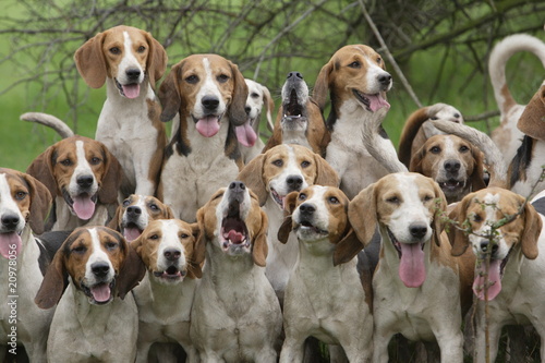 Beagle Hundemeute