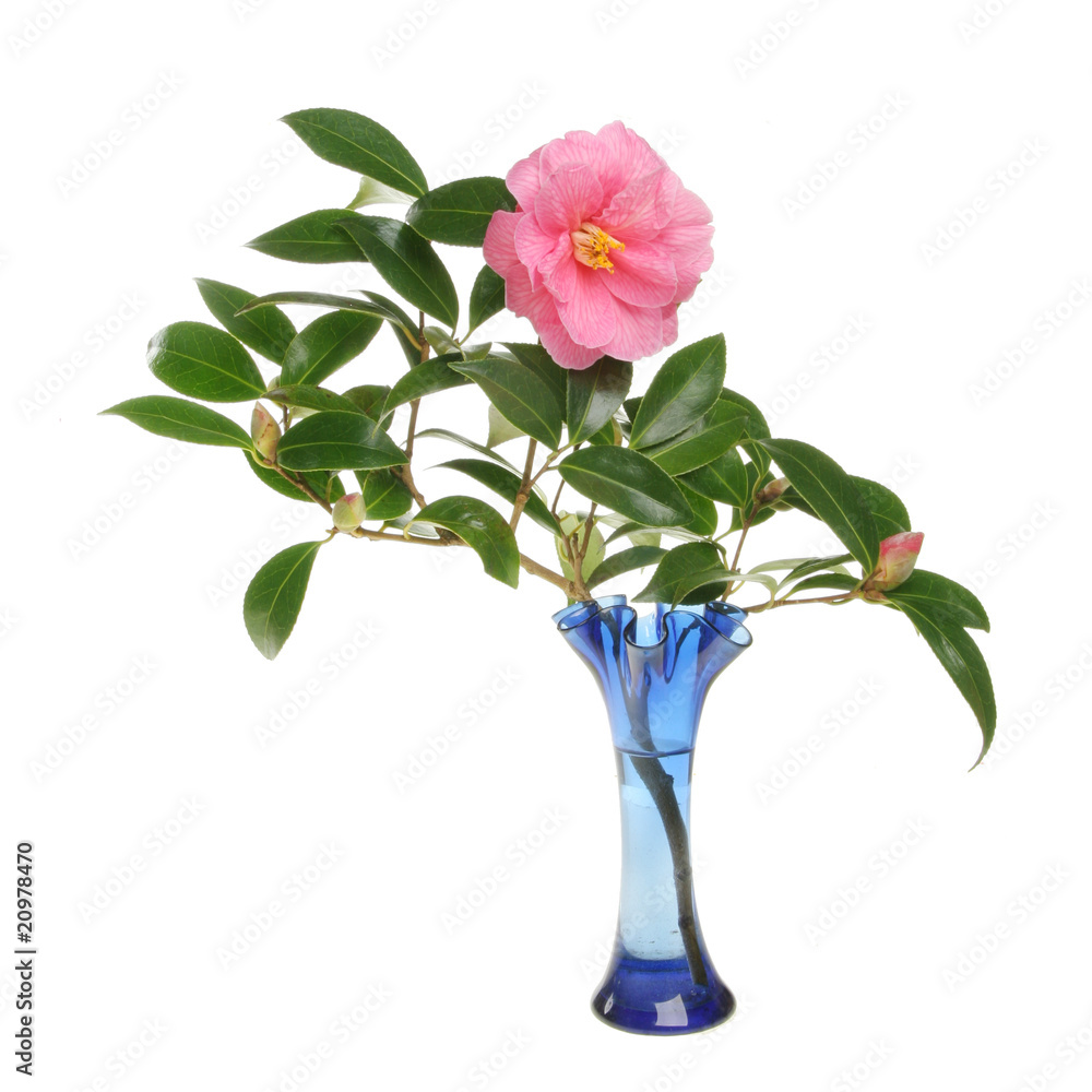 Camellia flower and buds in a glass vase