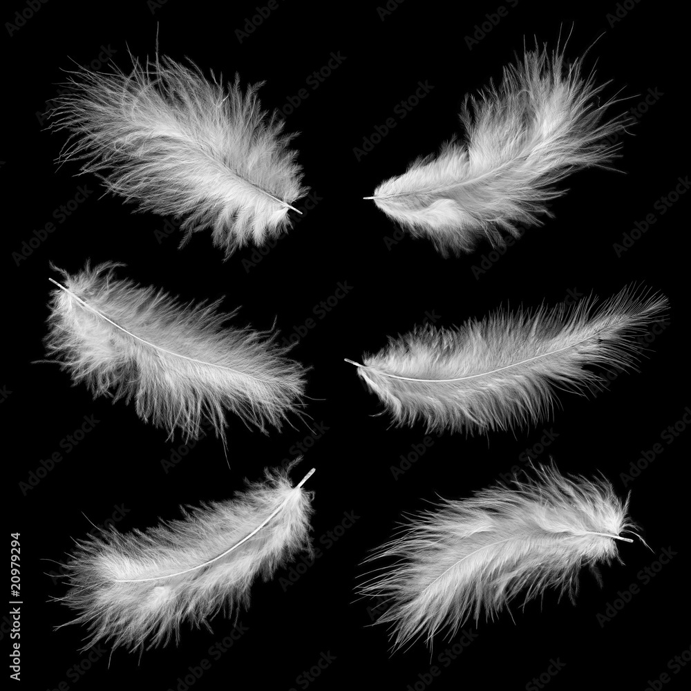 Fototapeta premium white feathers