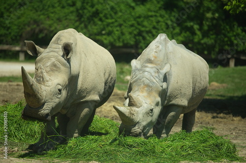 rhinoceros eating_1
