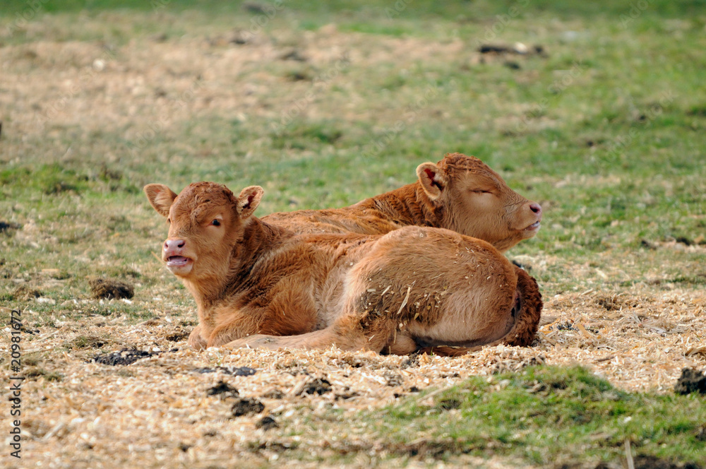 Fototapeta premium deux veaux de race limousine