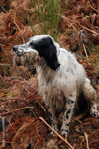 setter anglais portant une bécasse