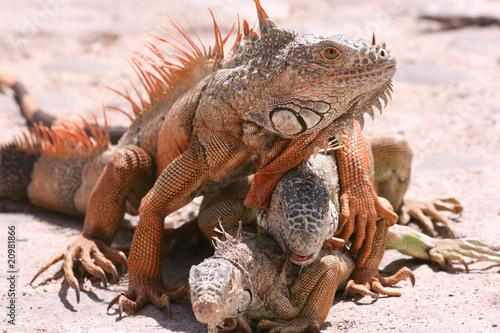 Wallpaper Mural Iguanas Torontodigital.ca