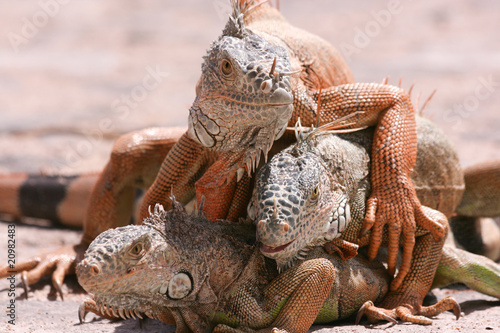 Wallpaper Mural Iguanas Torontodigital.ca