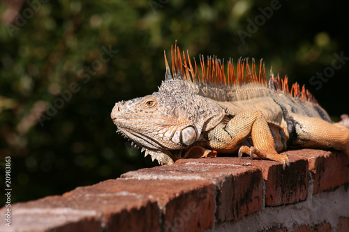 Wallpaper Mural Iguana sobre una barda Torontodigital.ca