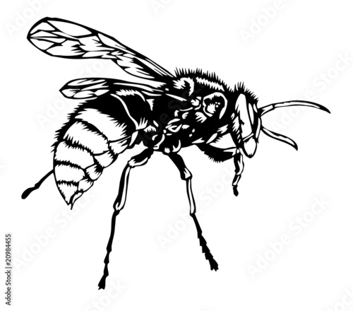 bee