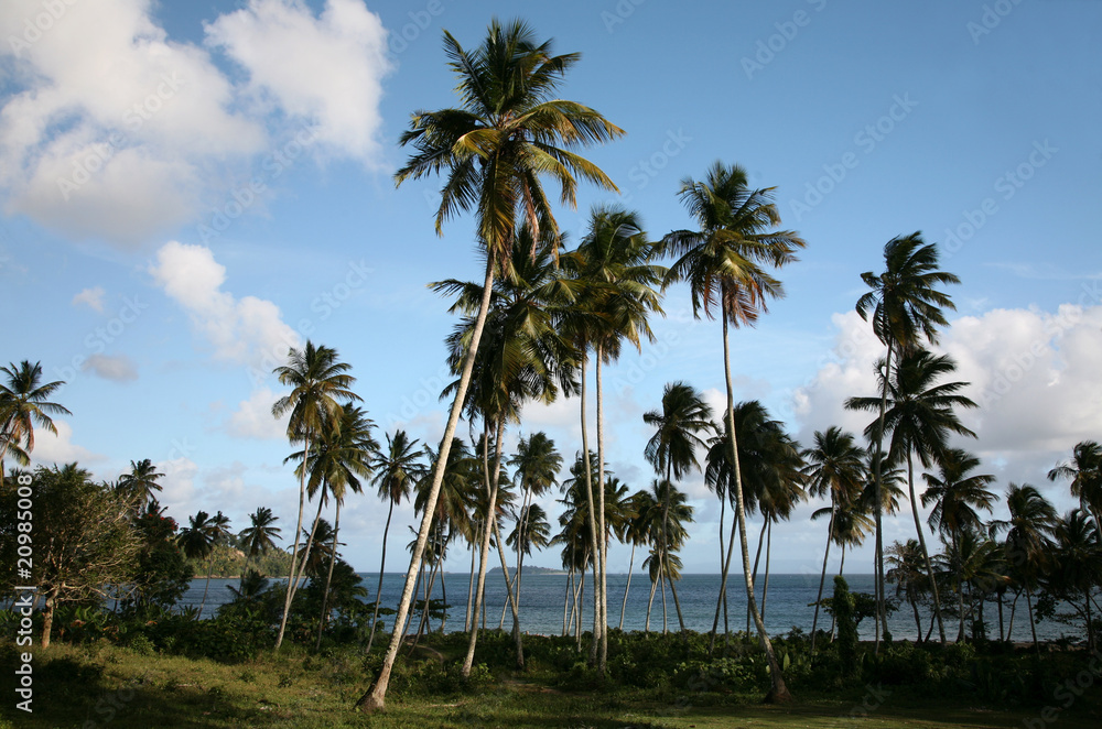 Obraz premium Caribbean Landscape