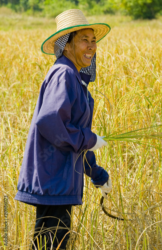 woman cutting rice