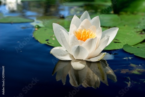wonderful white lily on a water
