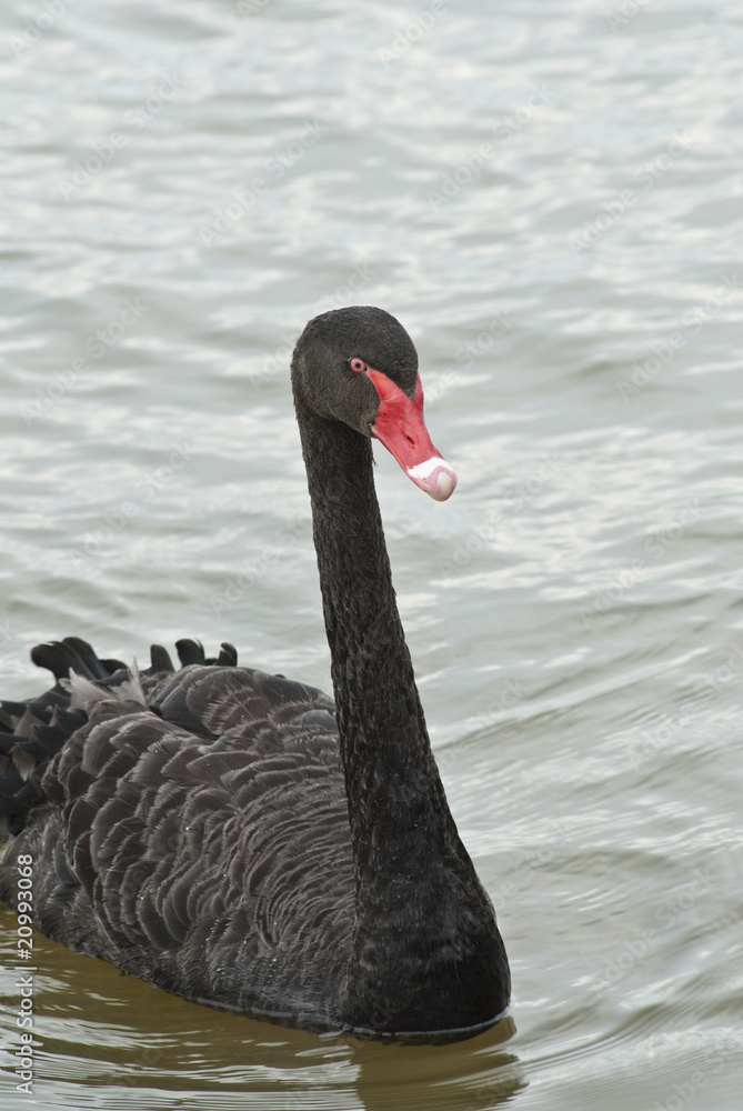 Naklejka premium Black swan