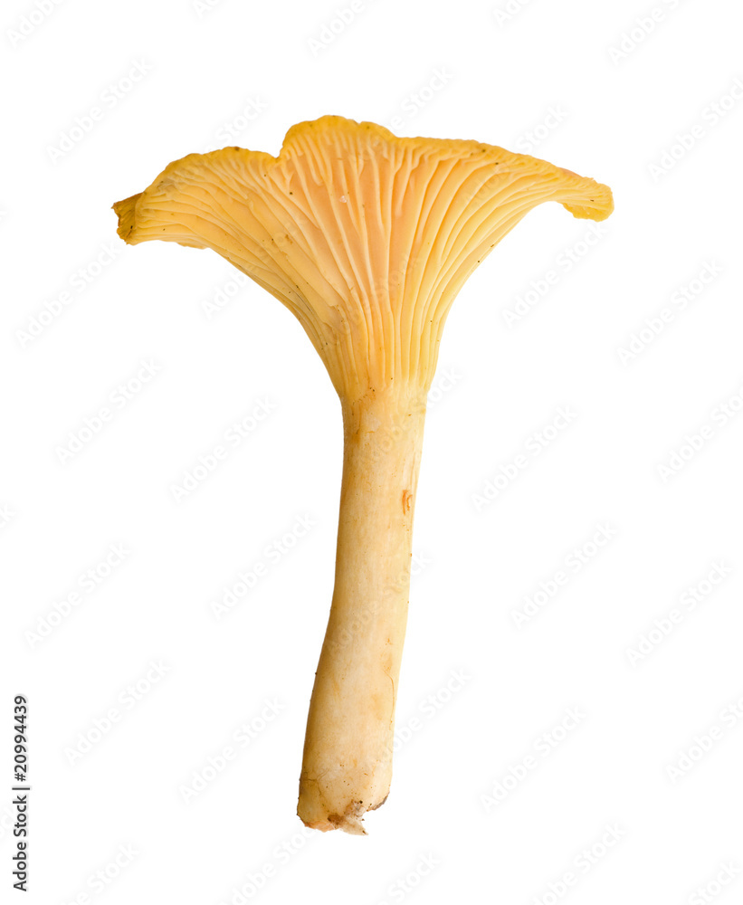 small yellow chanterelle small yellow chanterelle