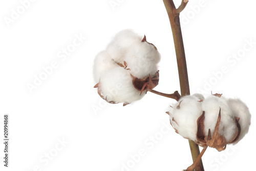 cotton bolls on white background