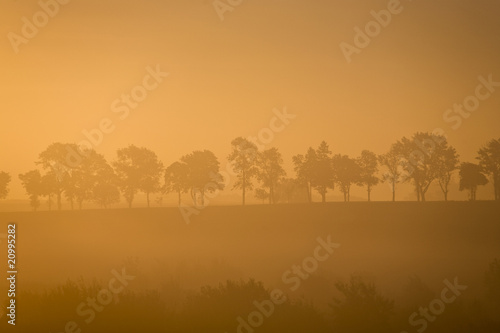 Misty morning tree