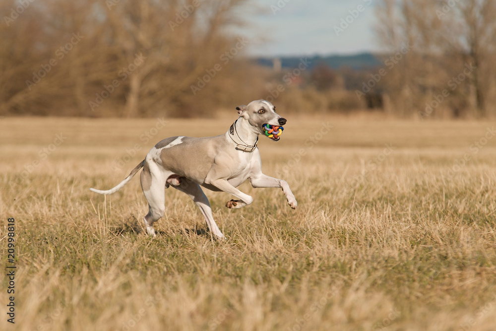 Spielender Whippet Spielender Whippet